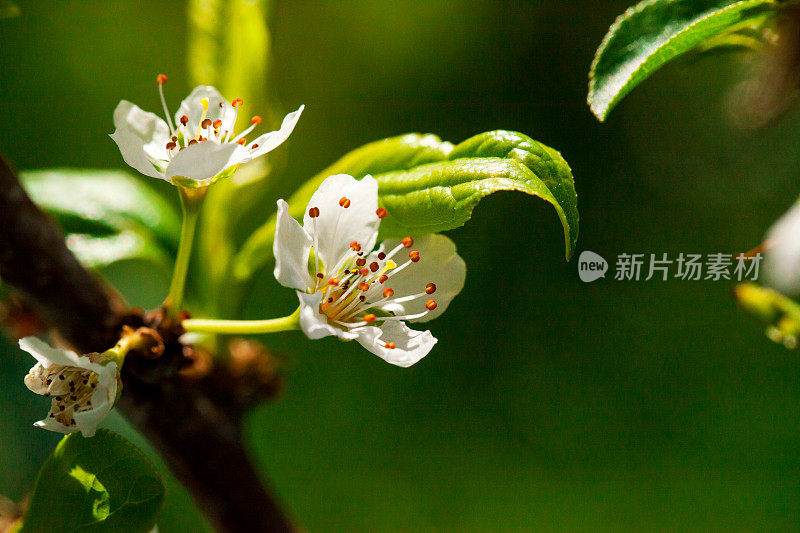 梅花树和梅花