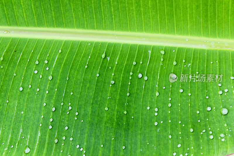 雨滴落在绿色的棕榈叶上