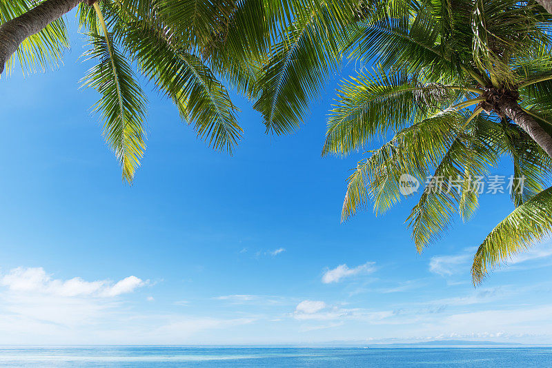 夏季热带背景