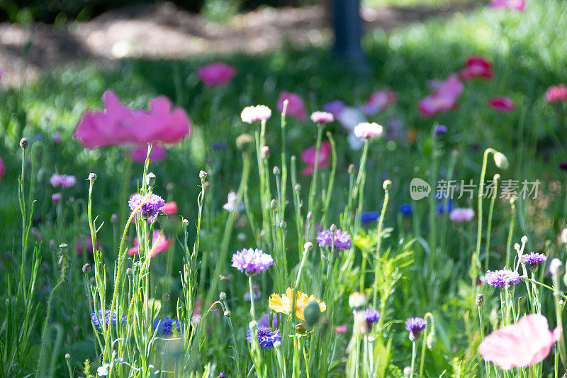 宏观的野花罂粟在春天罂粟田9