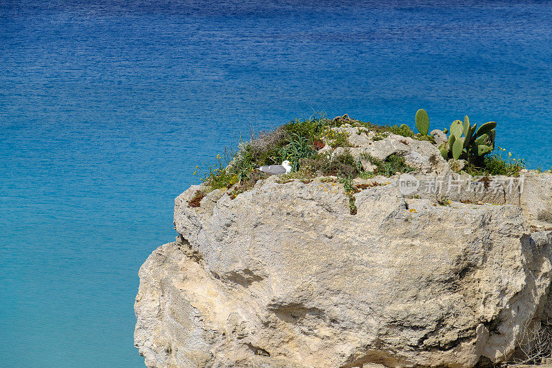 海鸥在卡拉罗萨筑巢，Favignana最好的海滩之一，Egadi群岛(意大利西西里岛)的主岛