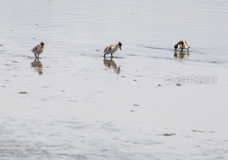 一群在低潮泥滩上觅食的红头雏鸟