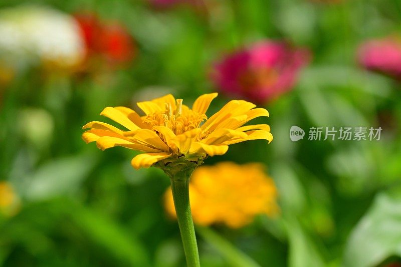 Zinnia花