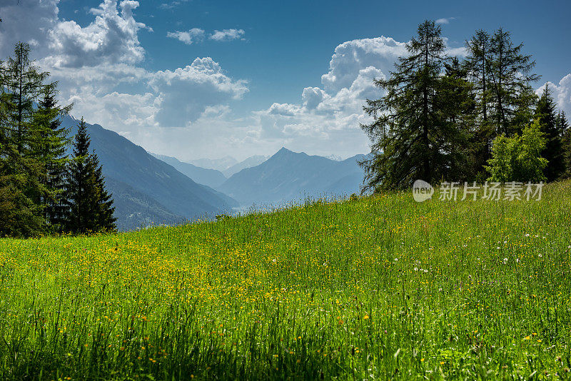 奥地利阿尔卑斯山的野花草地和山脉