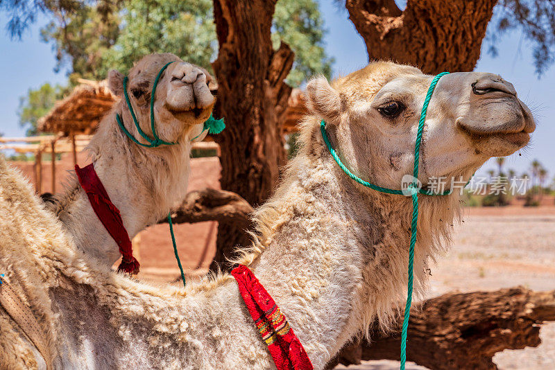 沙漠绿洲中的骆驼-摩洛哥
