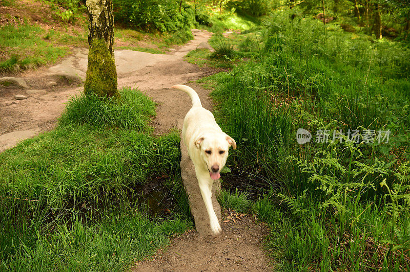 和一只拉布拉多寻回犬在皮克区徒步旅行