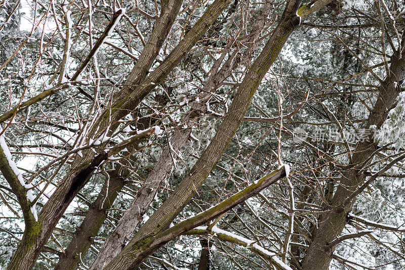 冬天的风景有常青树和新鲜的雪