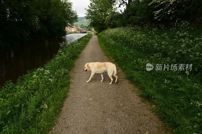 在小路上行走的拉布拉多寻回犬