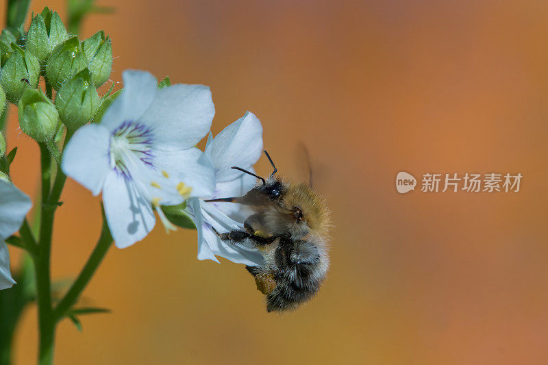 大黄蜂