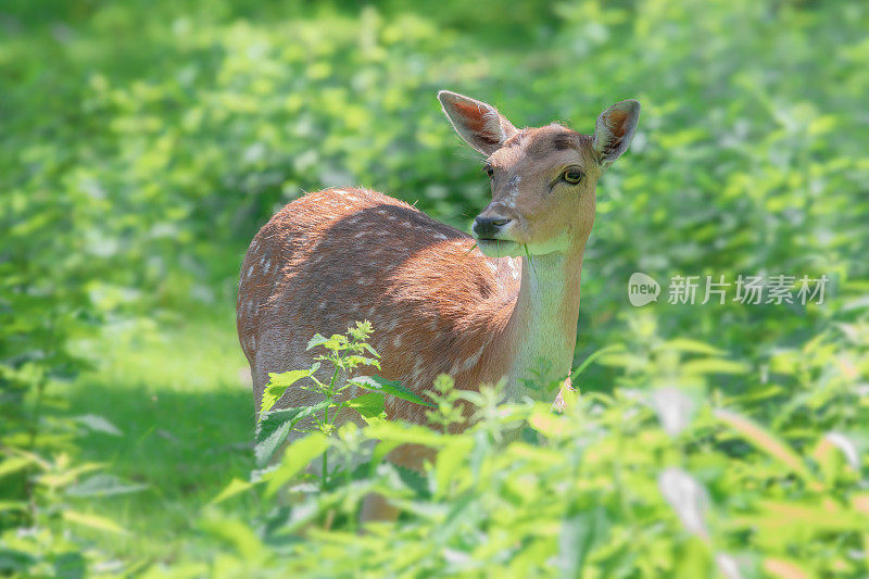 小鹿在森林里