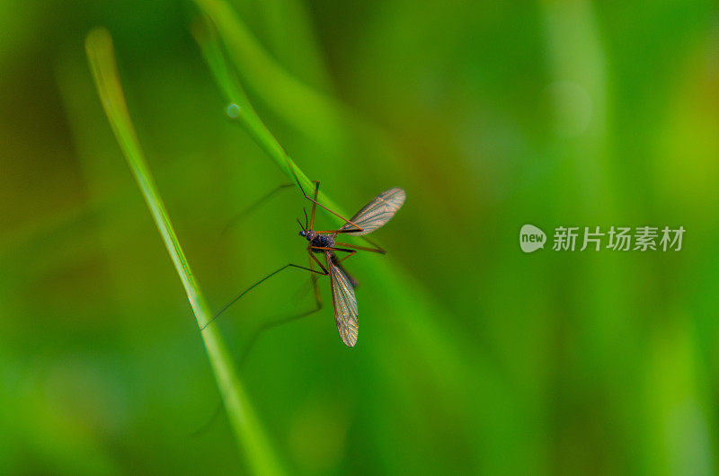 芦苇上的鹤