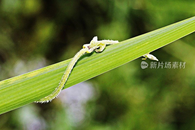 藤蔓和草叶。