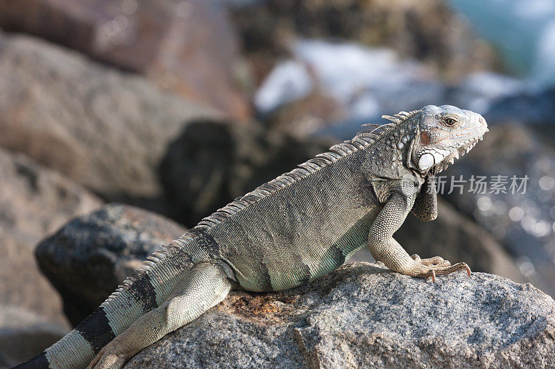 鬣蜥坐在阿鲁巴的岩石上。