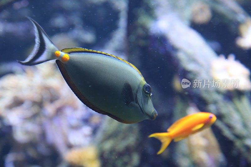 红海中的水下珊瑚礁