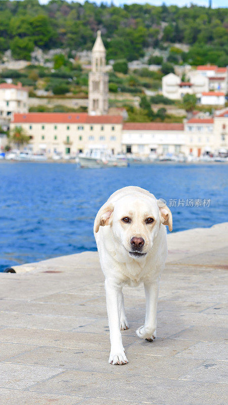 克罗地亚的拉布拉多寻回犬