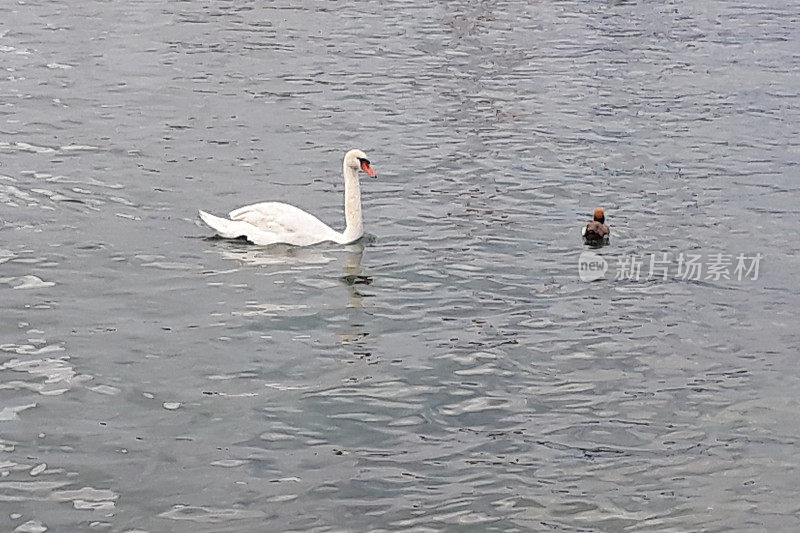 湖中的天鹅和一只鸭子