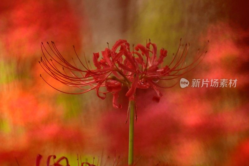 蜘蛛百合花，日高市，日本