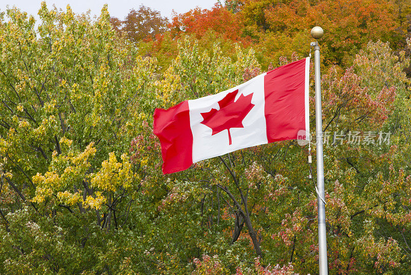 在风中飘扬的加拿大国旗。