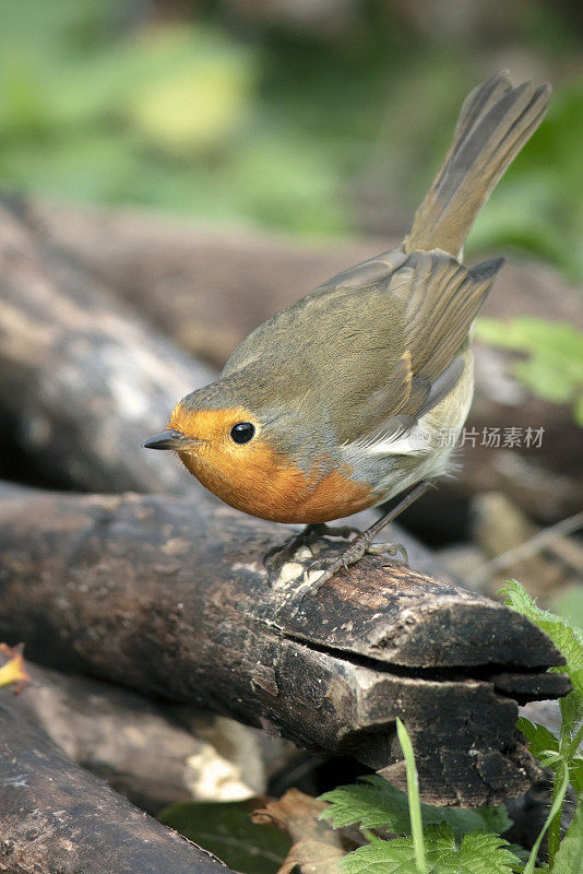 欧洲罗宾(红心rubecula)