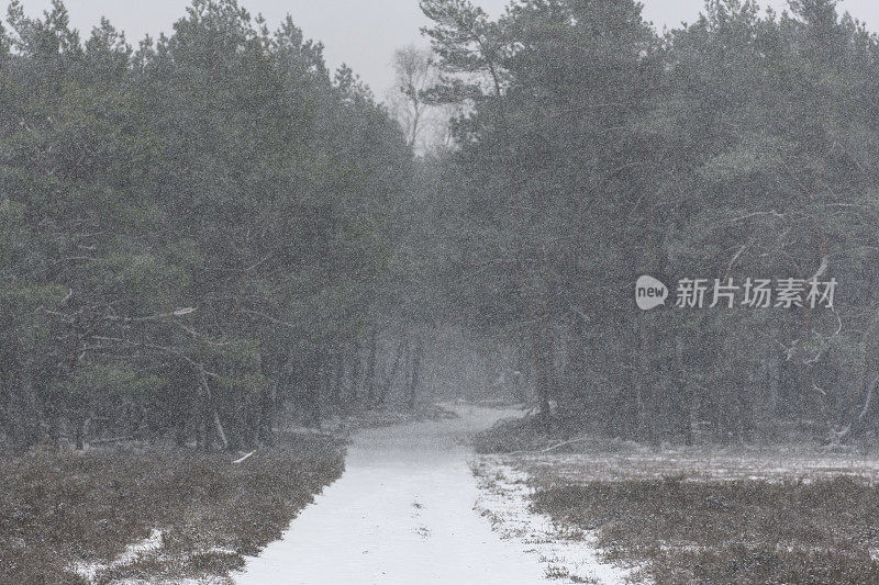 在一个刚刚下过雪的寒冷冬日里，在一片白雪覆盖的松树林中的小路上