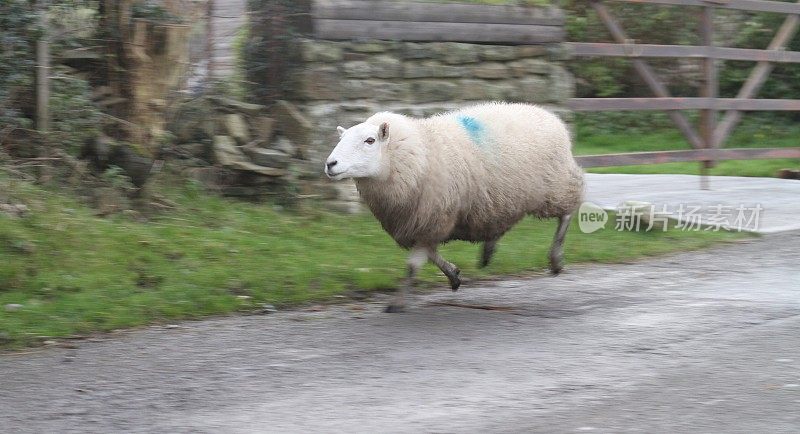 威尔士乡村公路上奔跑的绵羊