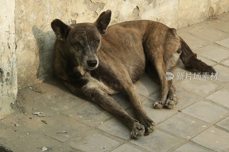 印度街头悲伤的流浪狗，无家可归的杂种狗在睡觉