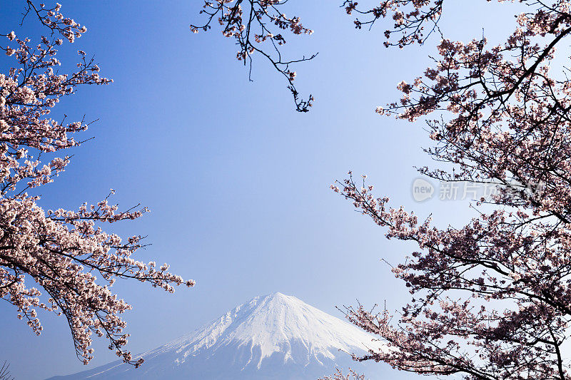 富士山穿过粉红色的樱花树