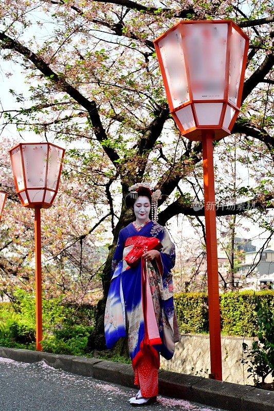 穿着美子服装的日本女人在京都欣赏樱花