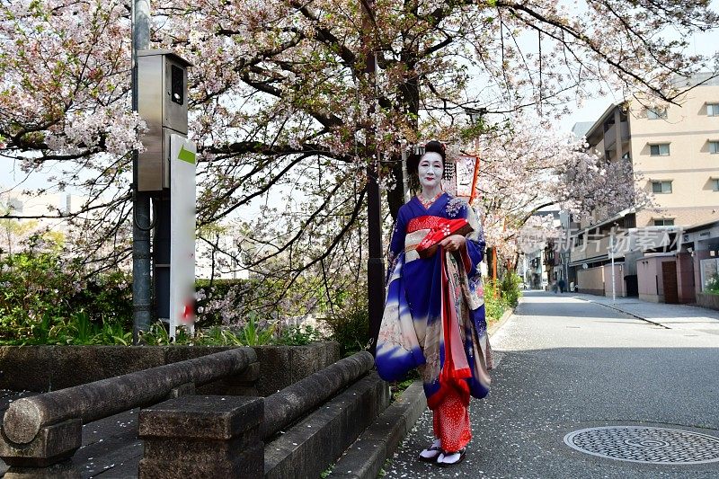 穿着美子服装的日本女人在京都欣赏樱花