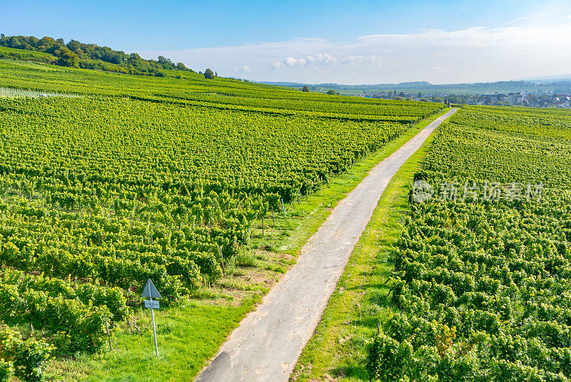 葡萄园在低森林纪念碑纪念碑Rüdesheim，德国