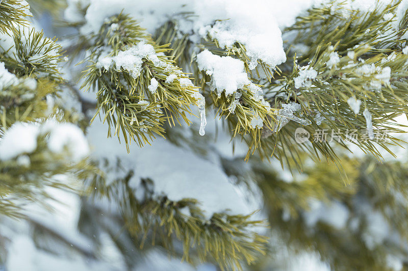 松树枝上的新雪