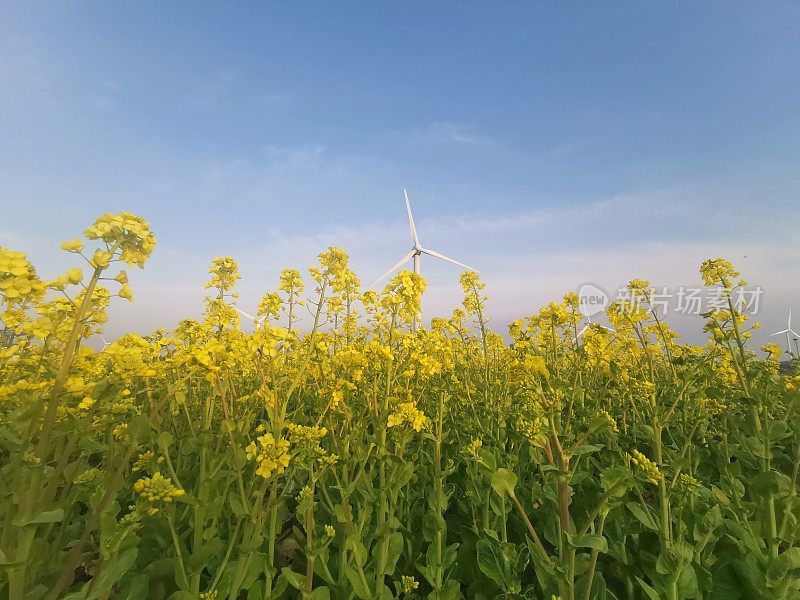 济州岛风车前的黄花