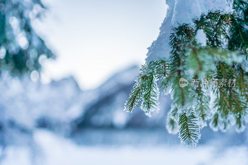 透过白雪覆盖的树枝，可以看到湖、森林和山脉