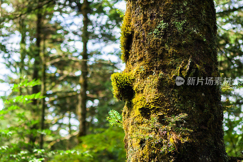 峨嵋山的高海拔地区有古树、青苔树木