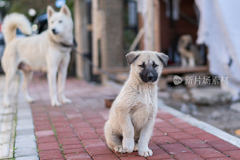 小狗和妈妈在狗舍旁玩耍