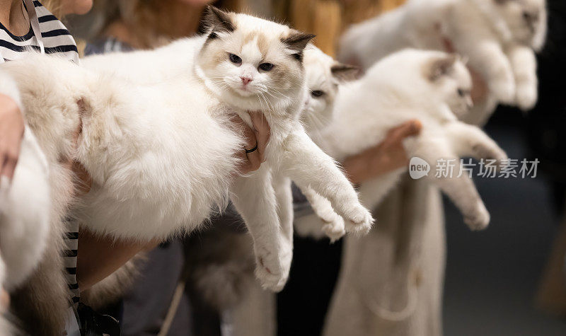 猫展