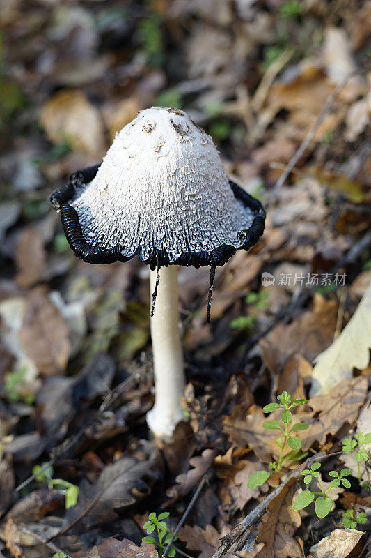 在森林里干燥的秋叶中，毛绒绒的墨水帽真菌