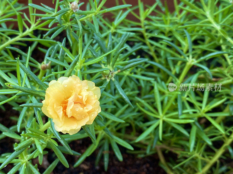 关闭黄色马齿苋花与绿叶背景