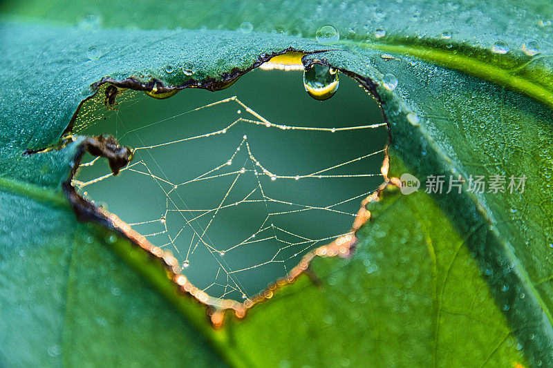 树叶间有蜘蛛网和露水