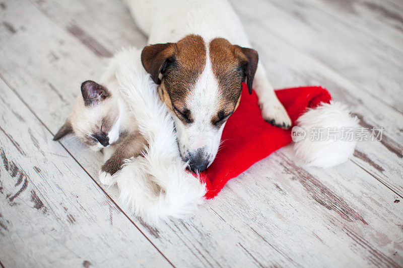 戴圣诞帽的猫和狗