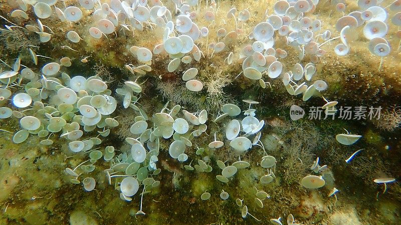 绿藻髋臼海底，爱琴海，希腊