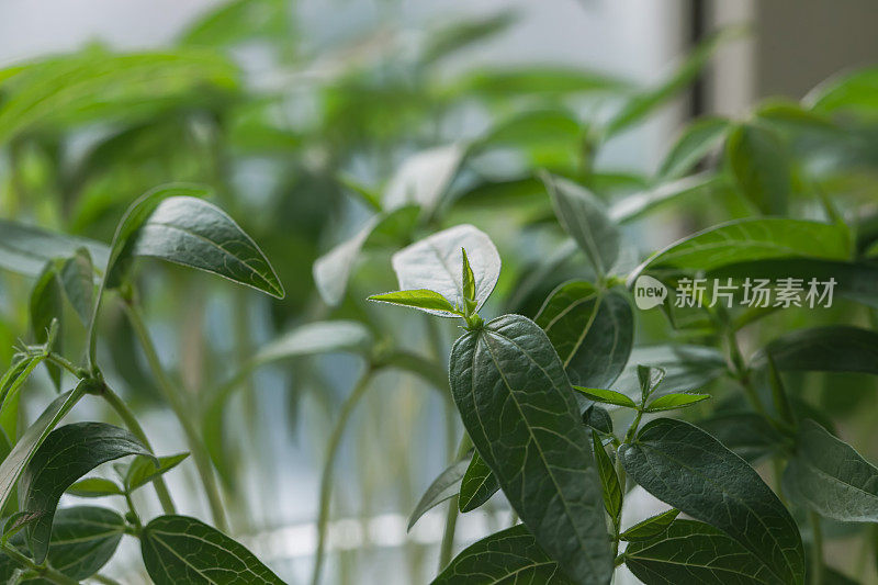 近距离观察窗台上花盆里的绿色装饰植物