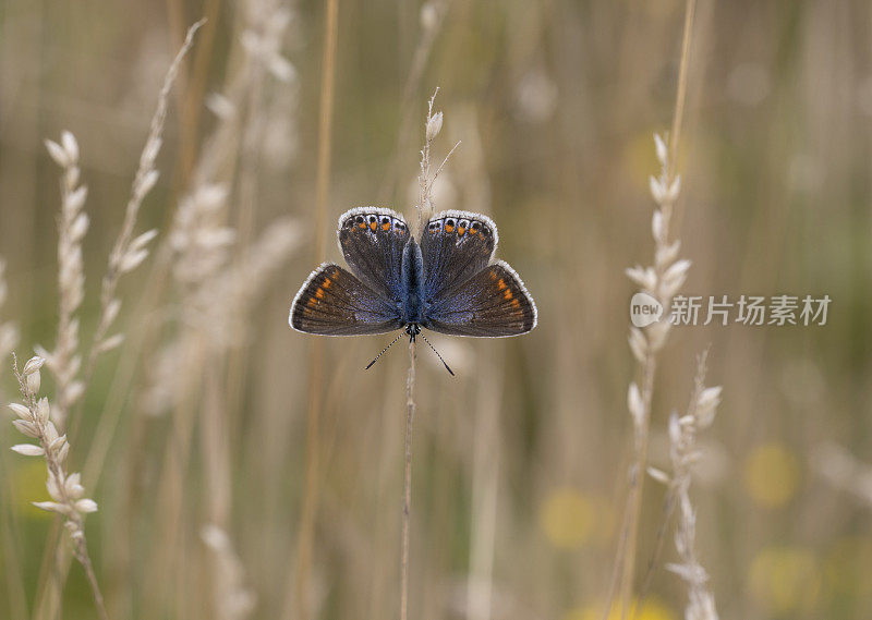 普通蓝蝴蝶