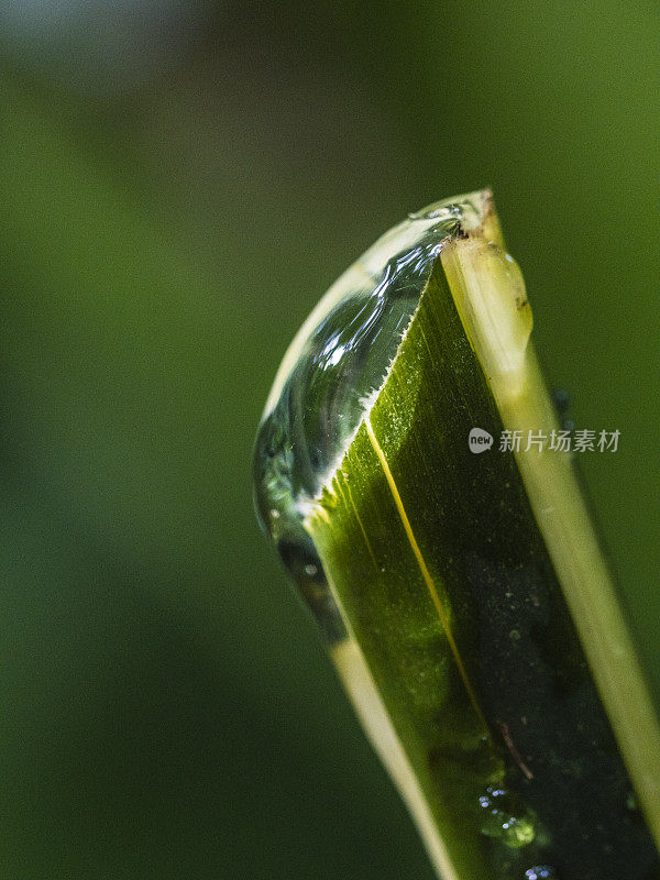 切断植物排泄液