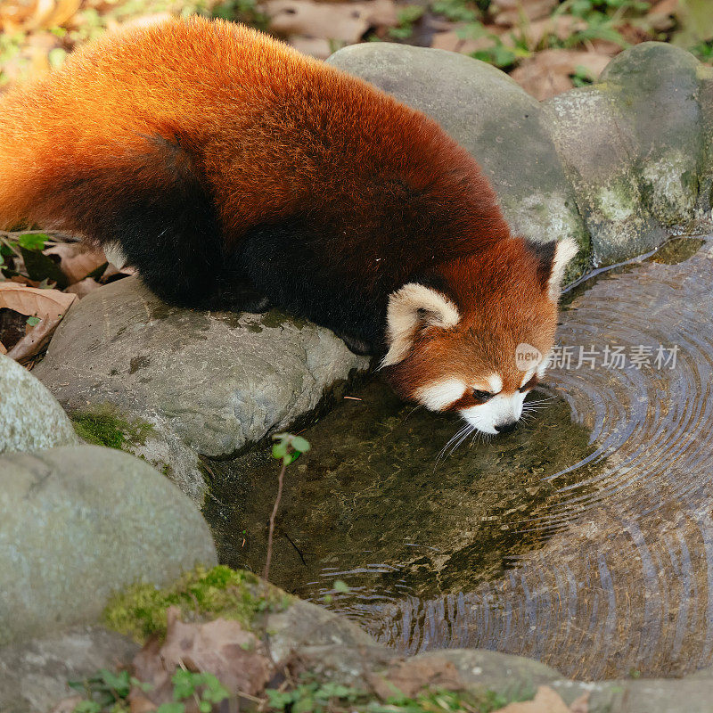 小熊猫饮水