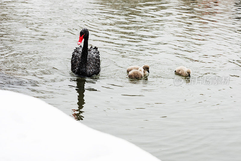 黑天鹅和他们的小天鹅在湖里游泳