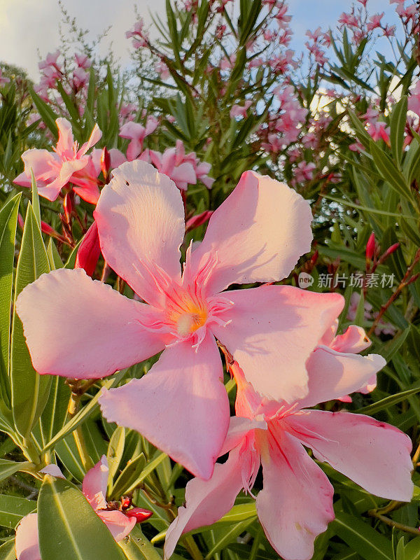 粉红开花夹竹桃灌木