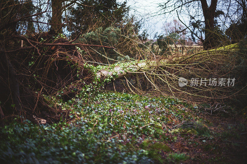 暴风雨过后，花园中倒下的冷杉树