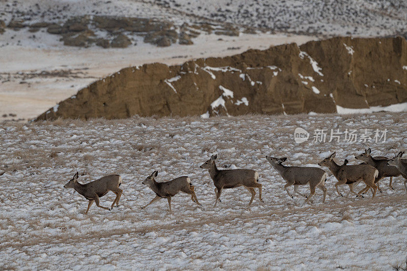 一群正在雪地里寻找安全通道的鹿