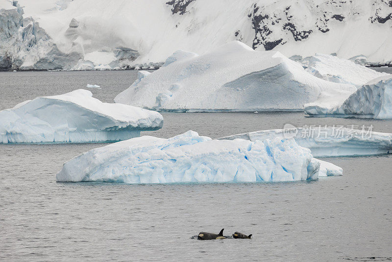 南极半岛的虎鲸(逆戟鲸)。